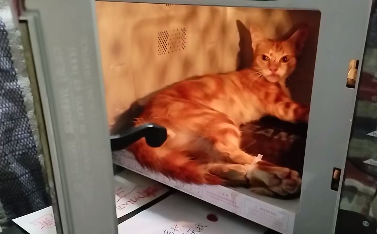 Firestar, an orange tabby cat, lying inside a microwave with one front paw bound, staring at the camera.