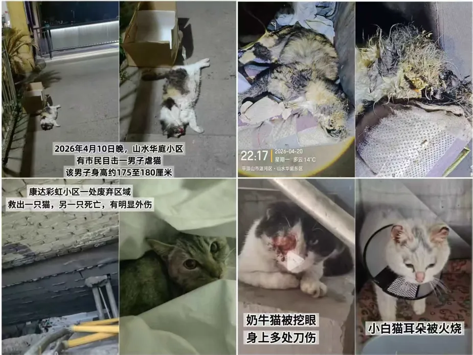 Cats documented among the victims