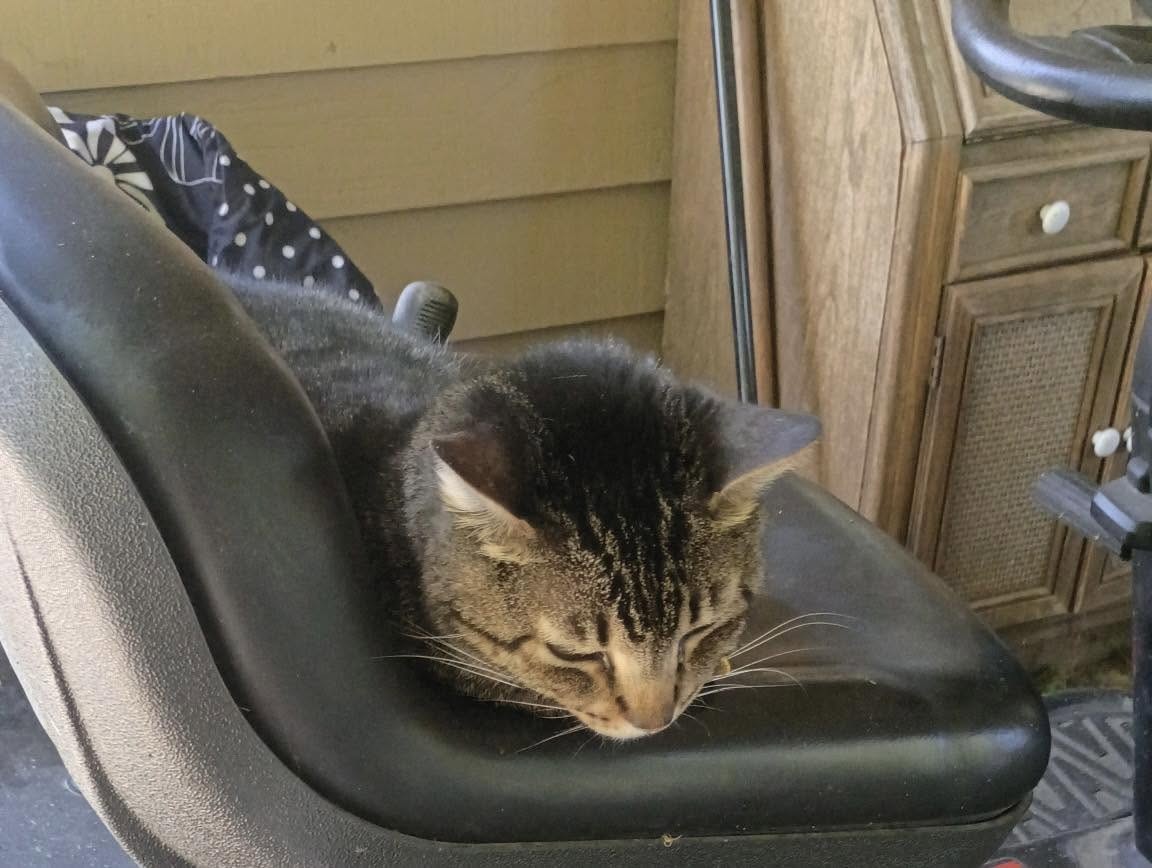 Andy, a brown tabby cat asleep on a mower seat