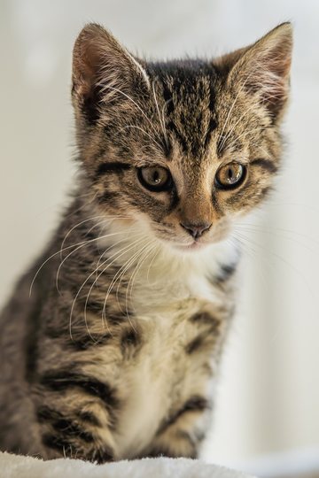 A tabby and white kitten sitting on a pale blanket