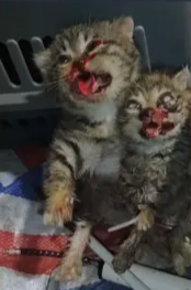 January 31, 2026 — graphic