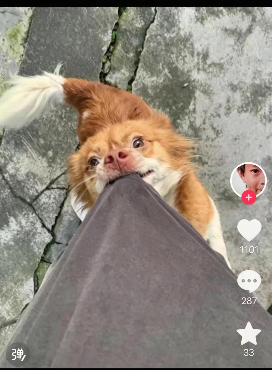 Wangwang, a small orange and white dog, looking up at the camera