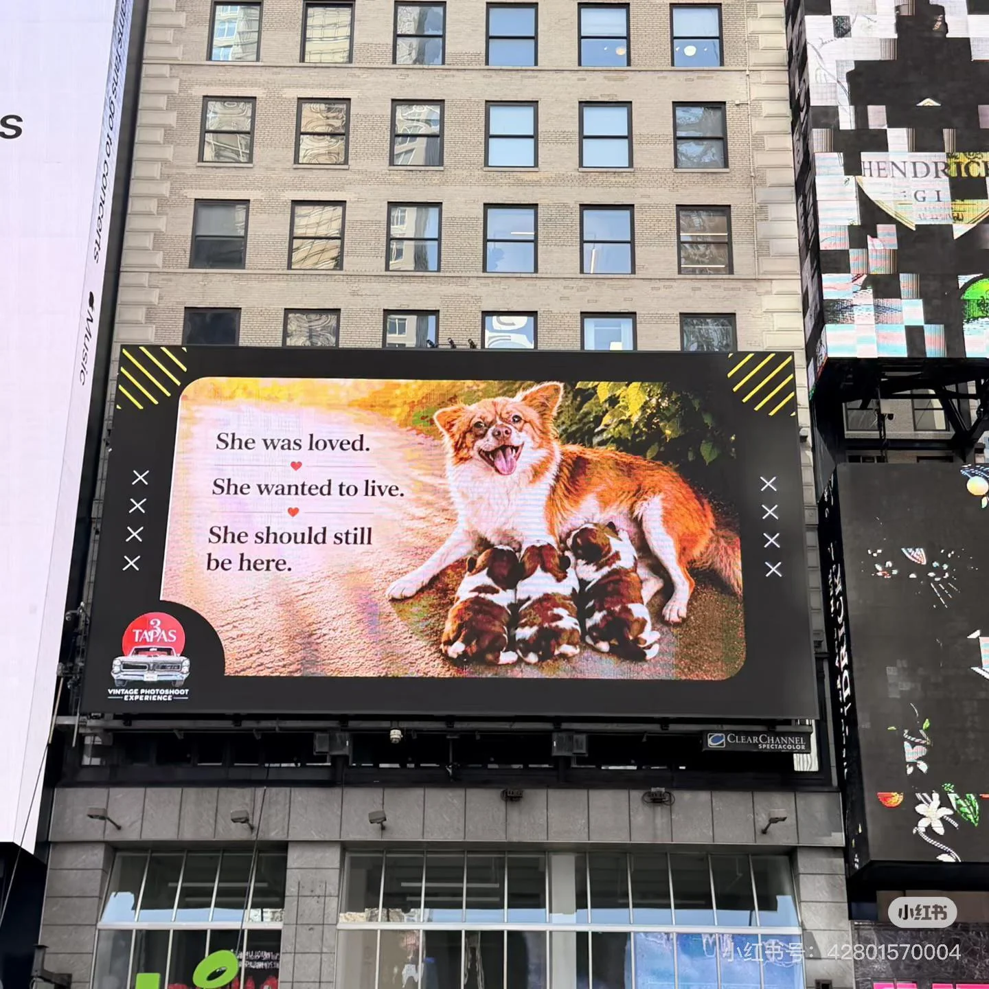 A billboard in Times Square, New York City reads: She was loved. She wanted to live. She should still be here. The image shows Wangwang, a small orange and white mother dog, nursing her puppies.
