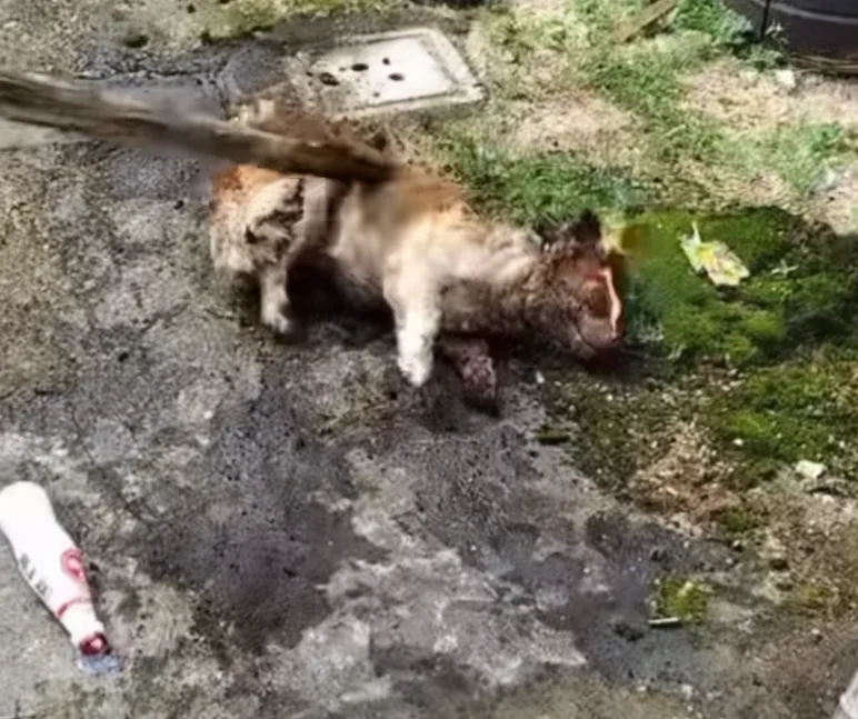 Wangwang lying on the ground after being set on fire, her upper body severely burned.